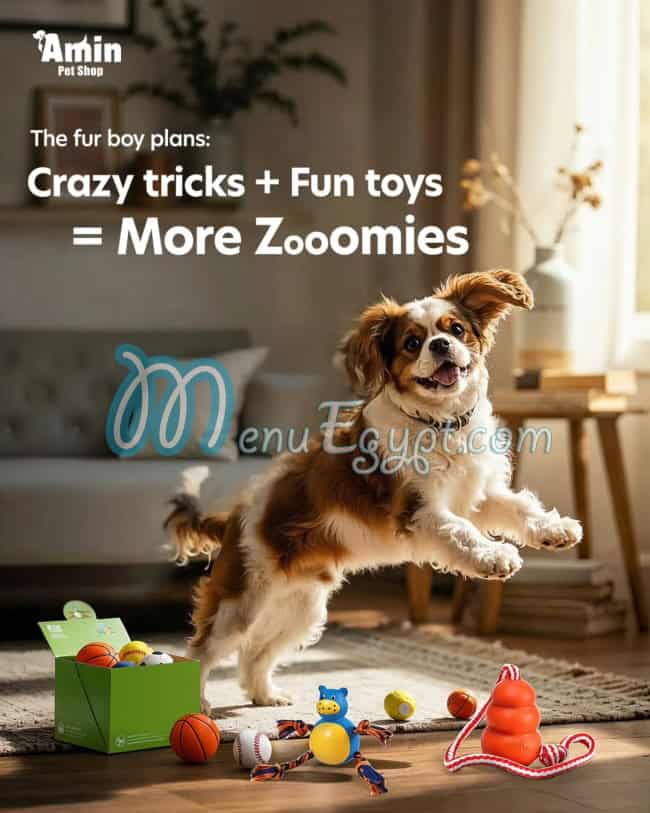 أمين بيت شوب مصر