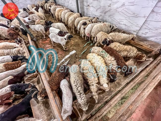 Gannet Radwan delivery