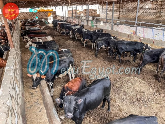 Gannet Radwan delivery menu