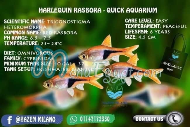 Hazem Milano pets shop menu Egypt 2