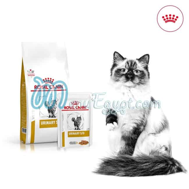 بابا دوجز مصر