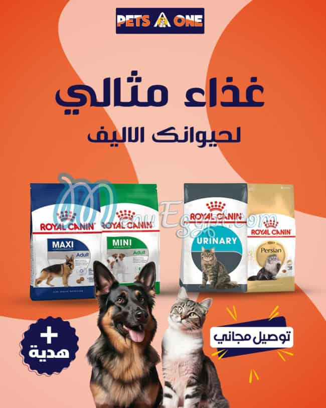 بيتس ايه وان مصر منيو بالعربى