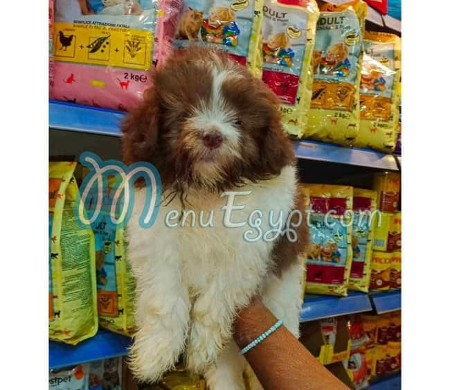 منيو بيتس اند بيتس مصر 1