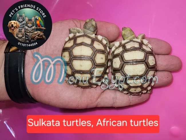 مطعم بيتس فريندز مصر