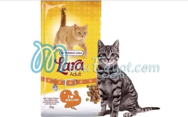 استار بيتس مصر الخط الساخن