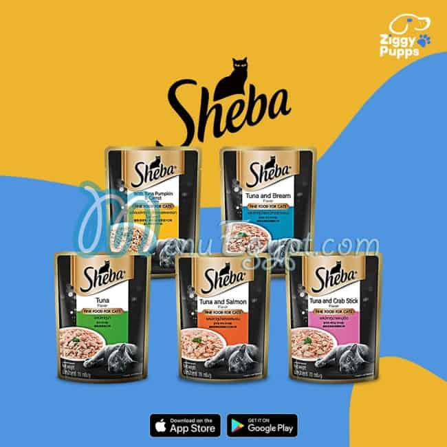 زيجي بابس مصر الخط الساخن