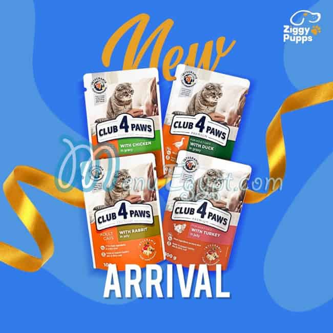 زيجي بابس مصر