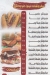 منيو ابو ادم المنوفي مصر